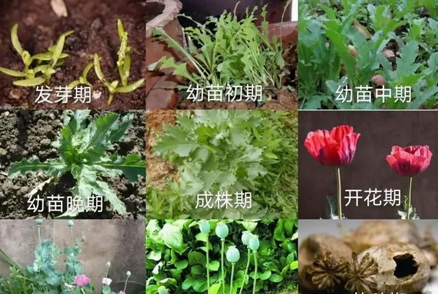 罂粟幼苗撞脸许多蔬菜教你如何辨识