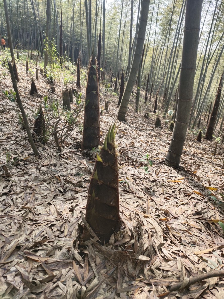 竹笋的价值与功效