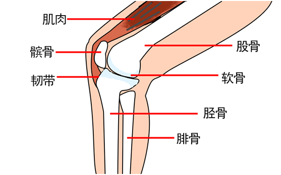 中医认为肾主骨,肝主筋,各种关节问题其实主要都由于劳累,外伤等原因