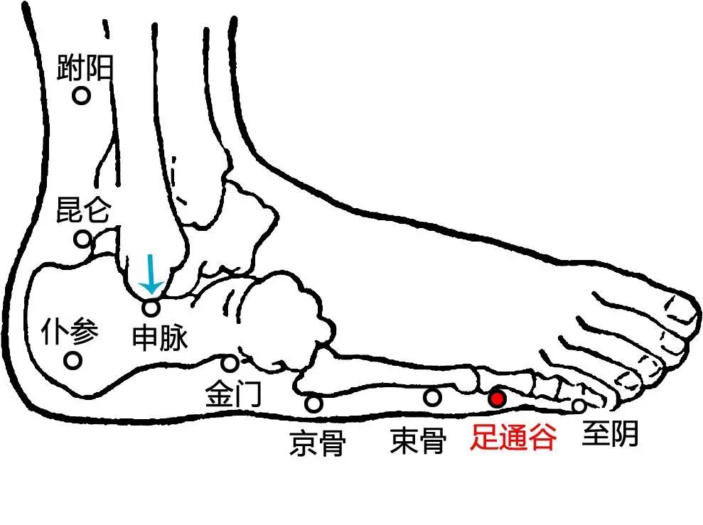 【穴位图】足通谷穴,清热安神,清头明目