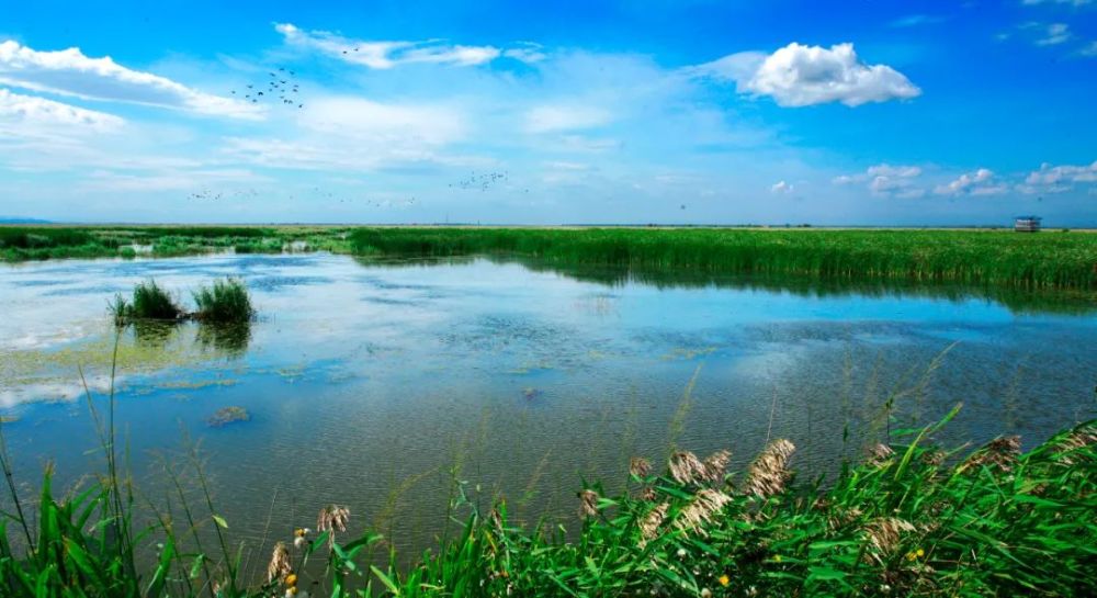 之称的七星河湿地 感受原生态的湿地风光 北大荒深处的 "绿海明珠"