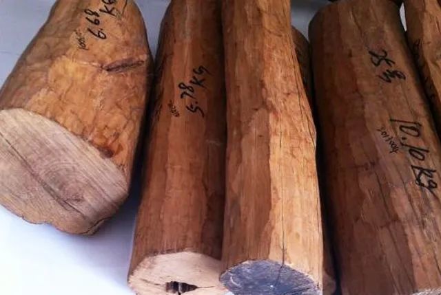 老山檀是檀香中的上品,专指原产于印尼的一种古老檀香木,半寄生树木