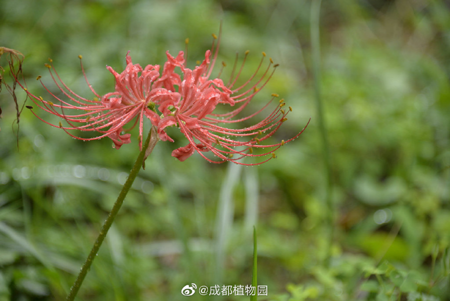 成都彼岸花开了!约上心爱的人去看看吧