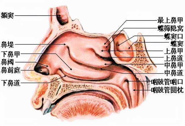而且,鼻腔内部结构复杂,炎症和致病因子的刺激,可能导致鼻息肉的生长