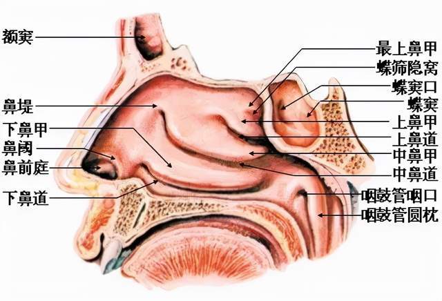 鼻腔结构图,图片来源:网络
