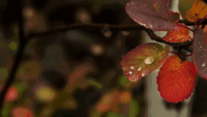 一帘秋雨,满地相思.