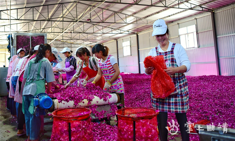 宣威市宝山镇:海西玫瑰花开了