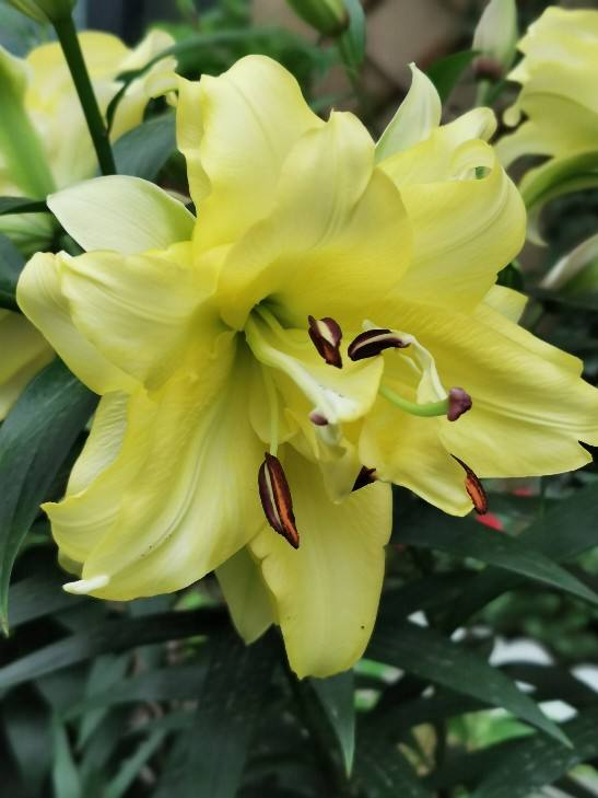 百合花不能养在屋里,花香味太浓,有毒惹麻烦