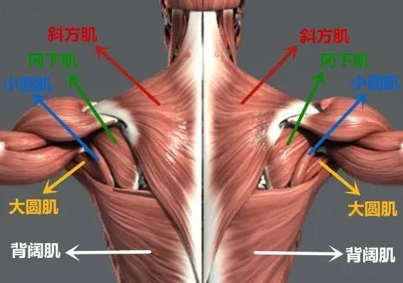 肩周炎累及哪些肌肉?如何根据不同动作受限自我康复?