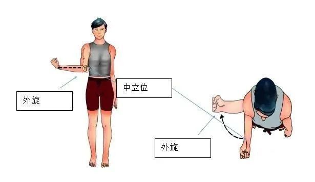 5,双肩内收外展运动双手在颈后部交叉,肩关节尽量内收及外展,反复数次
