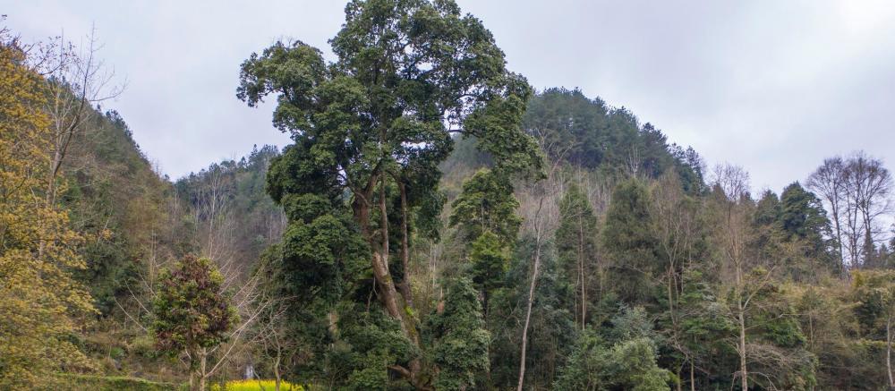 给10个亿都不卖!贵州大山发现世界楠木王,树龄超过2000年
