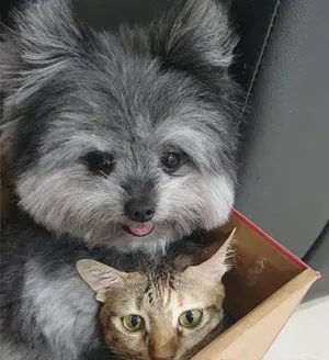 约克夏和博美的混血宝宝,居然长成了一只"猫"!