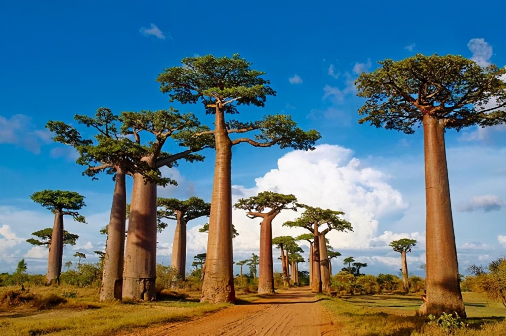 非洲"千年古树"猴面包树,供人们吃喝住,为什么活不过21世纪?