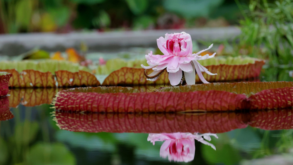 莲花池公园王莲盛开