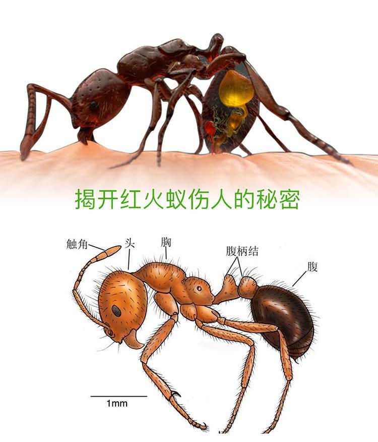 红火蚁入侵我国12个省份!它是从哪来的?被叮咬后有什么后果?