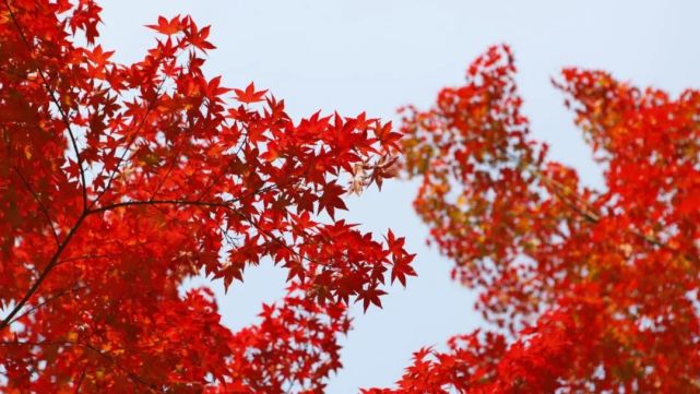 电脑桌面|唯美红色枫叶图片桌面壁纸