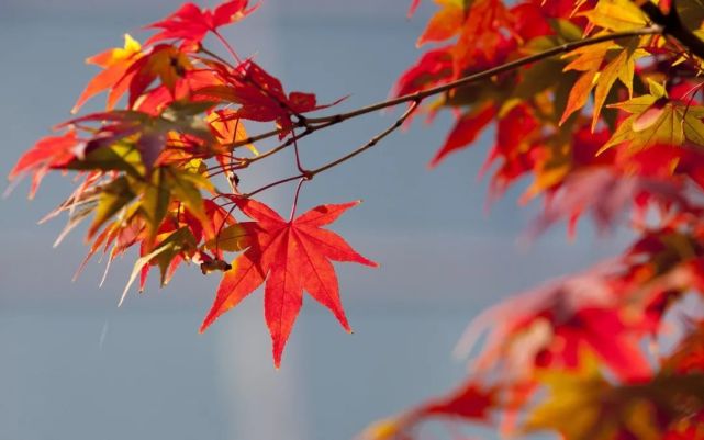 电脑桌面|唯美红色枫叶图片桌面壁纸