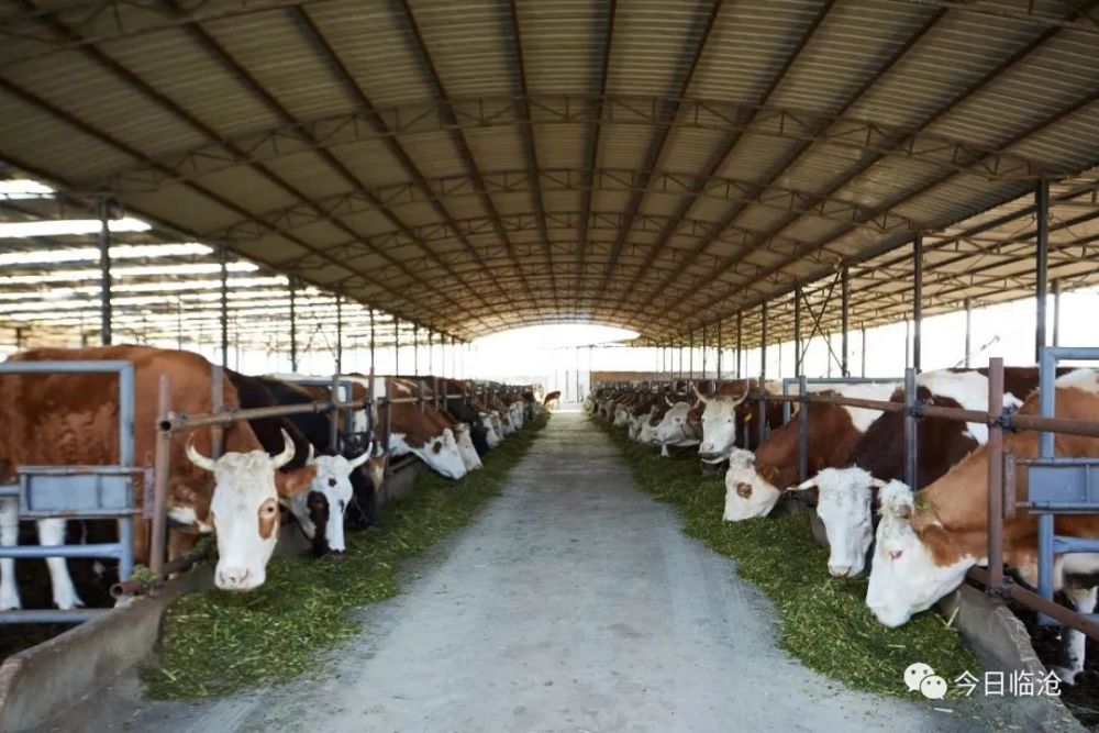 耿马:肉牛养殖示范场建设稳步推进