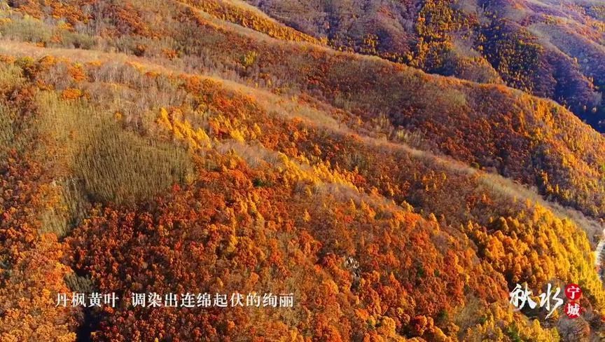 九月,风渐凉,叶未落,宁城的秋色,再也藏不住了.