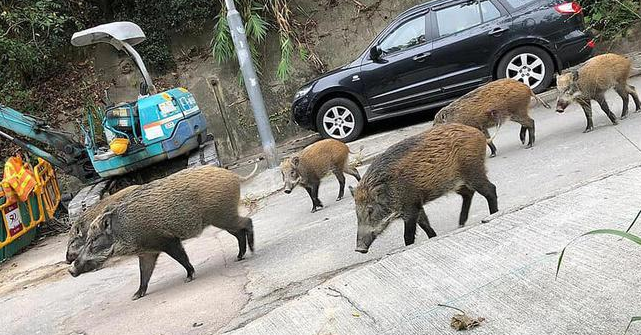 野猪在四川,重庆,云南等地出现了泛滥的苗头,许多庄稼被祸害过