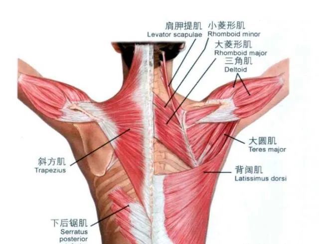 检查方法:在上述的冈上肌肩胛骨附着处压痛点检查位置上,检查者将拇指