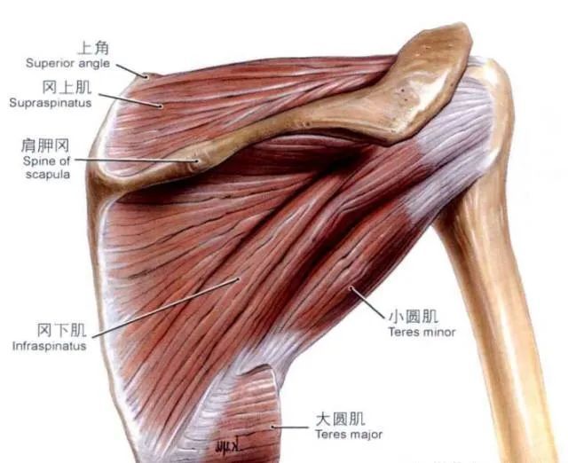 大小圆肌肩胛骨压痛点在上述两种位置上用左手第2-5指端扣住肩胛骨
