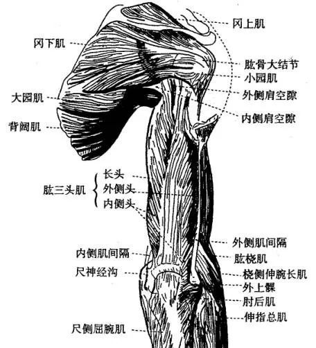 在上述的冈上肌肩胛骨附着处压痛点检查位置上,检查者将拇指尖移向