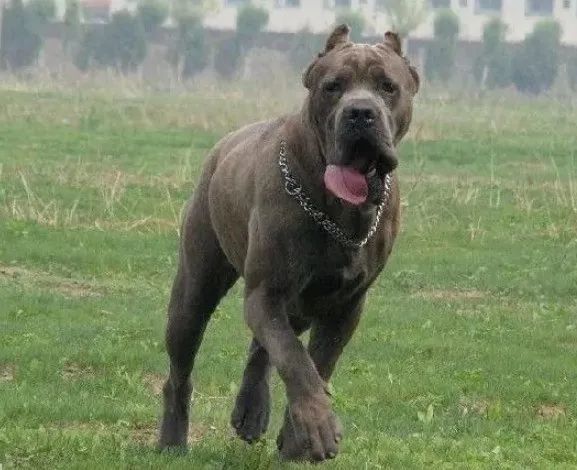 12,意大利卡斯罗(英文名:italian cane corso)