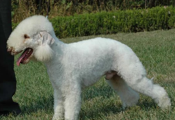 26,贝灵顿梗(英文名:bedlington terrier )