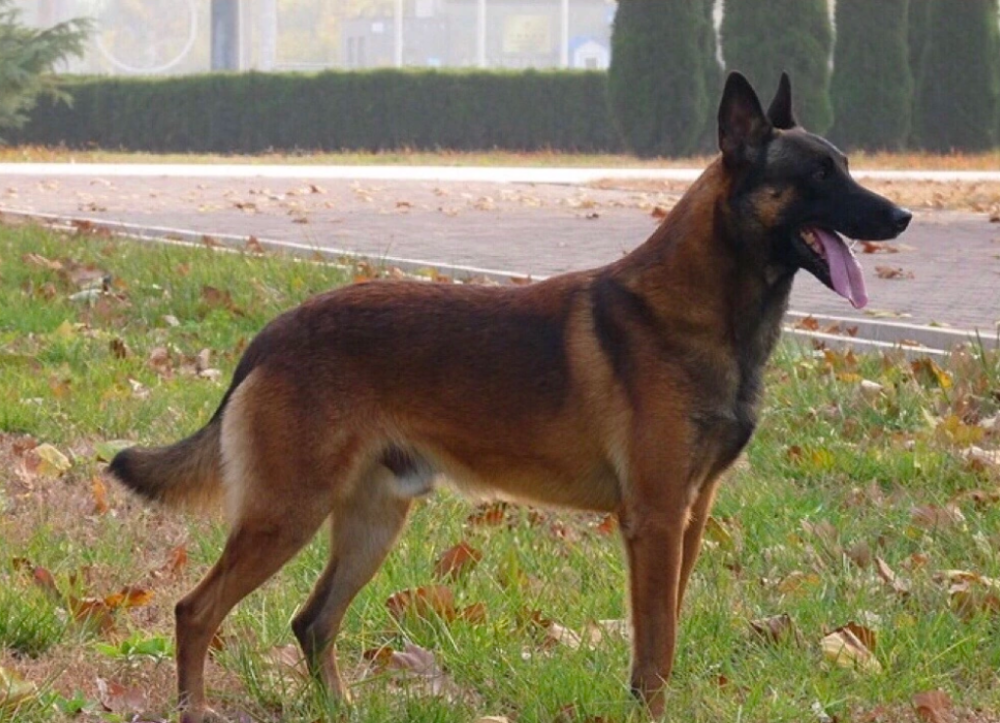 31,马里努阿犬(英文名:belgian malinois)