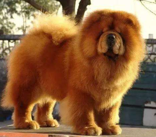 36,松狮犬(英文名:chowchow)