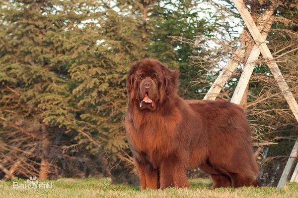 4,法国波尔多犬.别名:法国红獒.3,巴西菲勒犬.别名:巴西菲