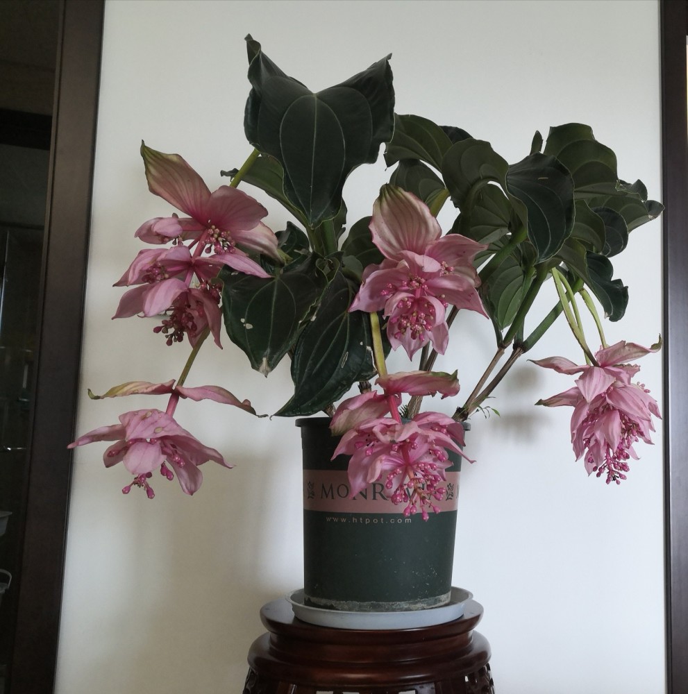 网红盆栽"宝莲灯"—花姿奇特美丽,花期长达两百天,室内也能养