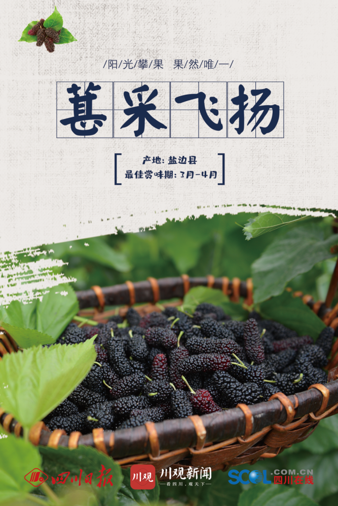 桑葚攀枝花的樱桃颜色艳丽,晶莹剔透,营养丰富,酸甜多汁,富含维生素a