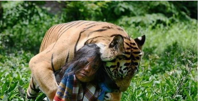 食人虎:流窜两国吃掉436人,猎人将其击杀后才找到吃人原因
