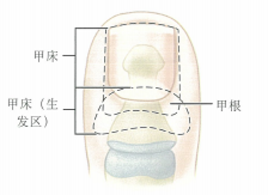 骨科精读|门诊遇到甲沟炎怎么办?这八个诊治技巧收藏好!