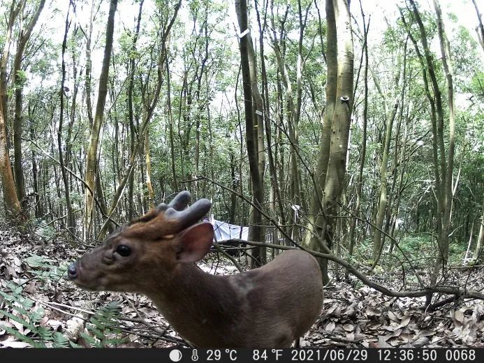 黄麂俗称麂子,南方沿海一带也称黄猄,是国家二级重点保护动物,2000年8