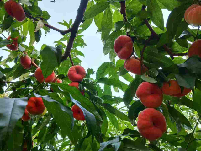 上古神话里的植物,比如王母娘娘的蟠桃树,还有一种花你也能养