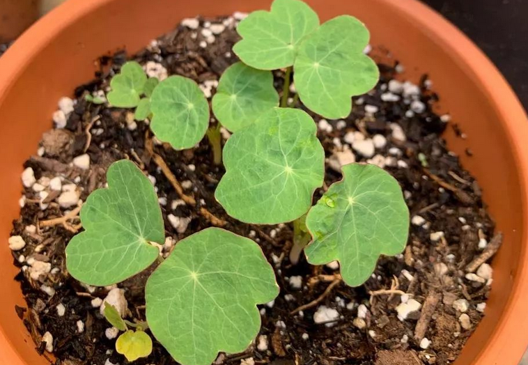 家庭养旱金莲,从播种到花叶俱美,期间该注意哪些细节?