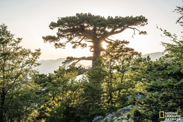 意大利立法保护境内22000棵古树啦