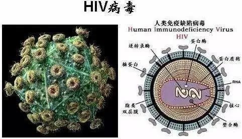 人类免疫缺陷病毒hiv,大名鼎鼎的艾滋病病原体,因此也称艾滋病病毒