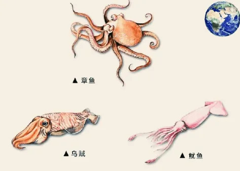 章鱼又称为八爪鱼,长着8条细长的,柔软灵活的,可收缩的脚腕,生活在