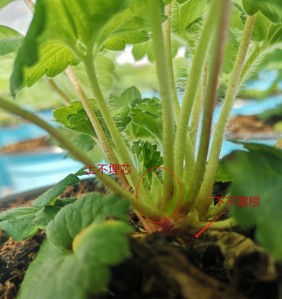 草莓到货后,可以换1加仑大小的盆种植1株或者换40cm左右的长条盆栽植2