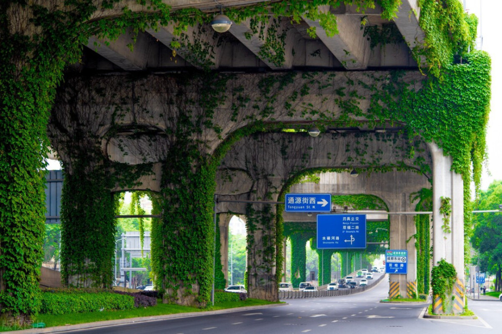 成都二环路高架桥墩爬满爬山虎,像绿野仙踪,会破坏建筑物吗?