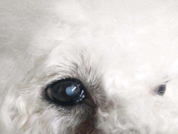 狗狗得白内障一定会眼瞎?眼药水只能缓解,手术治疗是关键