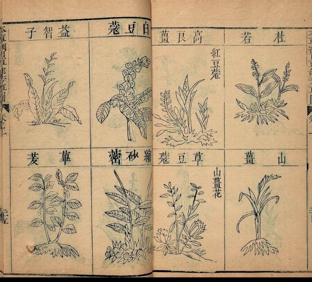 本草纲目中的插图作为医药界的旷世巨作,可其中却有一些药物让人们