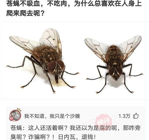 神回复苍蝇既不吸血也不吃肉为什么总喜欢在人身上爬来爬去