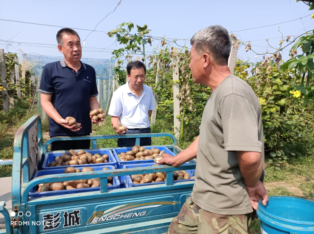 金秋时节,果香四溢,走进高密市醴泉街道李涛夫妇的康盛猕猴桃种植中心