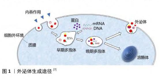 干细胞外泌体:为生殖系统疾病治疗带来了新选择