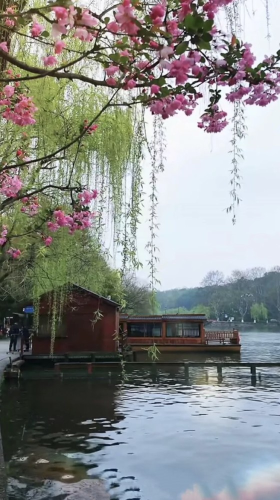 梅花柳树风景图